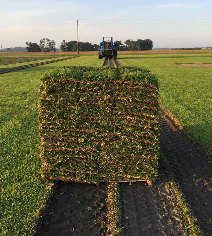 Sod stacked on a pallet in a grass field at Tater Farms with a FireFly ProSlab harvester in the background